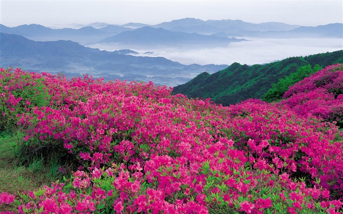 Rhododendron Blumen auf dem Hügel Hintergrundbilder Bilder