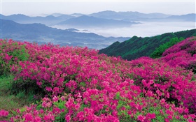 Rhododendron Blumen auf dem Hügel