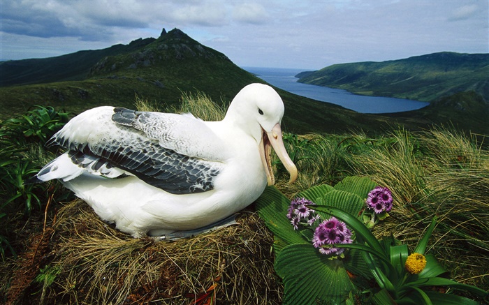 Royal Albatross, nest, Campbell Island, Neuseeland Hintergrundbilder Bilder