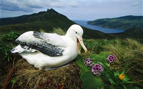 Royal Albatross, nest, Campbell Island, Neuseeland HD Hintergrundbilder