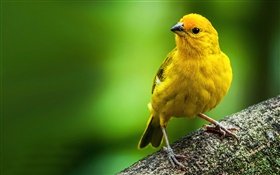 Safran Finken, gelbe Feder Vogel HD Hintergrundbilder