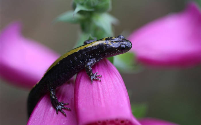 Salamander close-up Hintergrundbilder Bilder