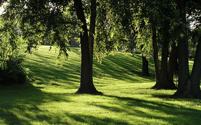 Schatten, Gras, Bäume, Sonnenstrahlen Hintergrundbilder Bilder