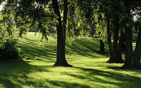 Schatten, Gras, Bäume, Sonnenstrahlen HD Hintergrundbilder