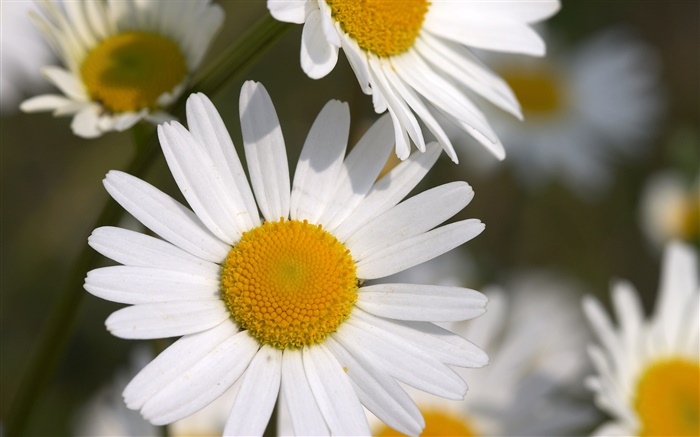 Kleine weiße Chrysanthemen Hintergrundbilder Bilder