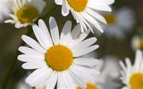 Kleine weiße Chrysanthemen HD Hintergrundbilder