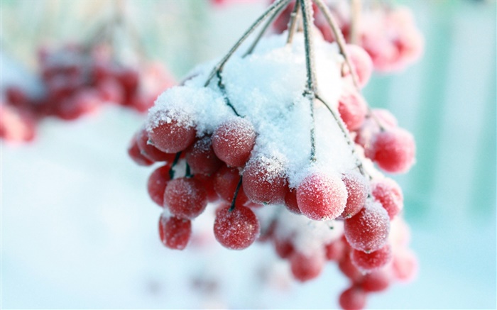 Schnee, roten Beeren Hintergrundbilder Bilder