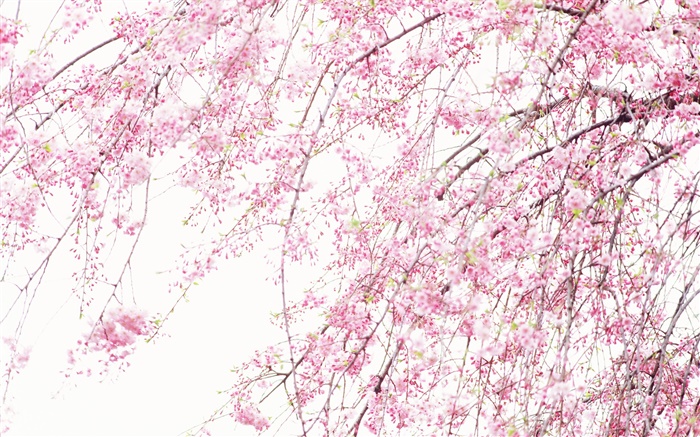 Frühling schöne Blumen, pink cherry Hintergrundbilder Bilder