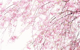 Frühling schöne Blumen, pink cherry HD Hintergrundbilder