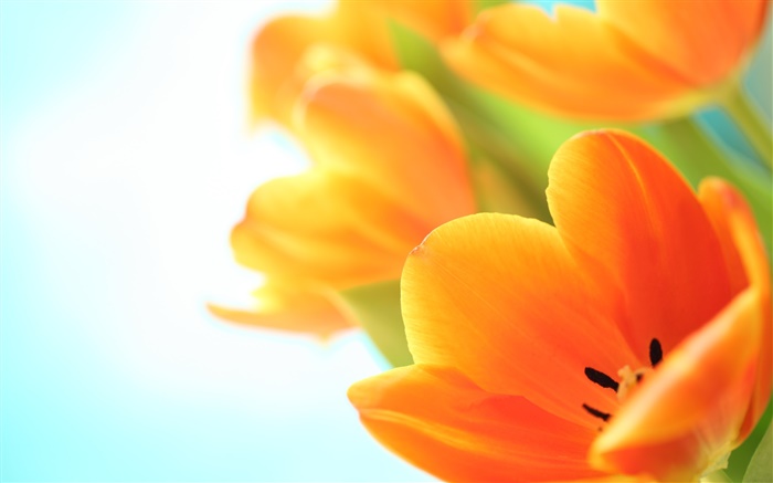 Frühlingsblumen, orange Tulpen Hintergrundbilder Bilder