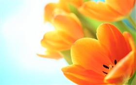 Frühlingsblumen, orange Tulpen HD Hintergrundbilder