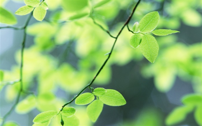 Frühling, grüne Blätter Hintergrundbilder Bilder