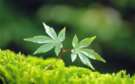 Frühling Blätter, grünen Ahornblatt HD Hintergrundbilder