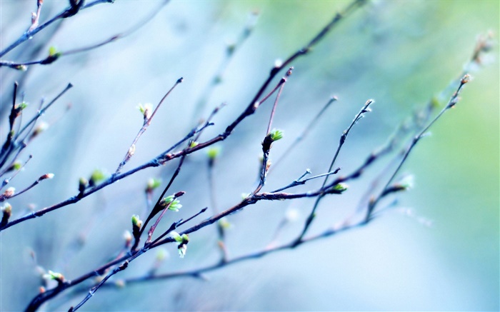 Frühling Zweige, Knospen, unscharfen Hintergrund Hintergrundbilder Bilder