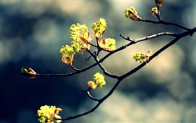 Frühling, Zweige, frische Blätter, Bokeh HD Hintergrundbilder