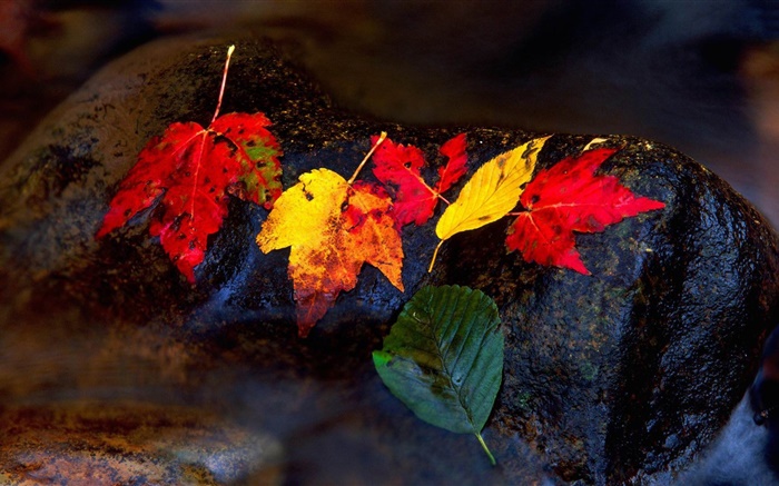 Steine, gelbe Blätter, strom, herbst Hintergrundbilder Bilder