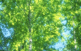 Sommer Birkenwald, Sonne, verschwommen HD Hintergrundbilder