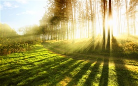 Sommer Wald, Bäume, Gras, Sonnenstrahlen HD Hintergrundbilder