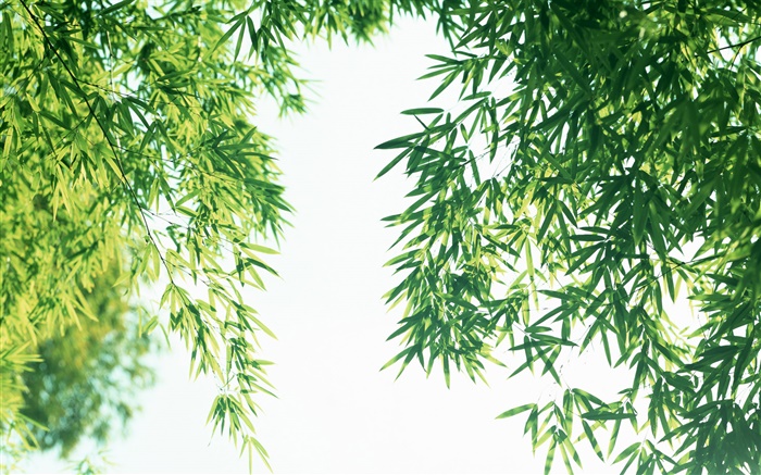 Sommer frischen Bambusblätter Hintergrundbilder Bilder