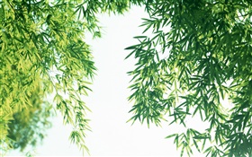 Sommer frischen Bambusblätter HD Hintergrundbilder