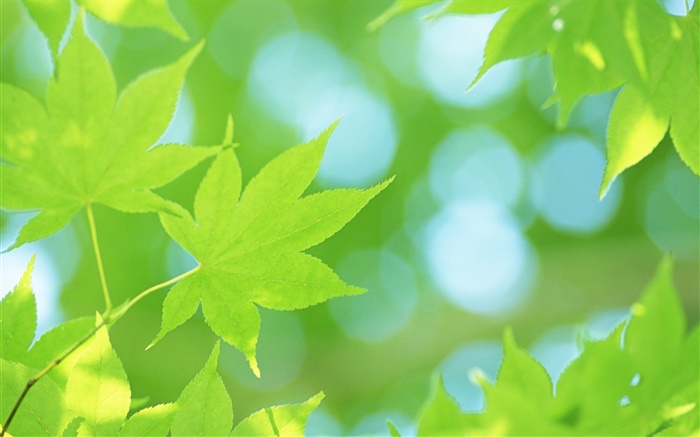 Sommer, grünen Ahornblätter Hintergrundbilder Bilder