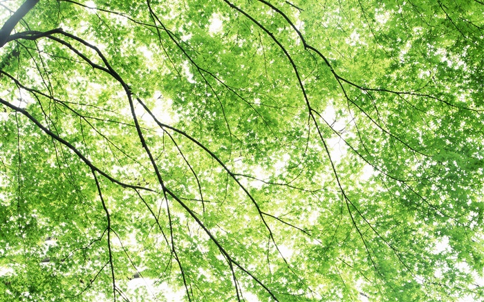 Sommer, Ahorn-Bäume, grün, Sonnenstrahlen Hintergrundbilder Bilder