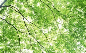 Sommer, Ahorn-Bäume, grün, Sonnenstrahlen HD Hintergrundbilder