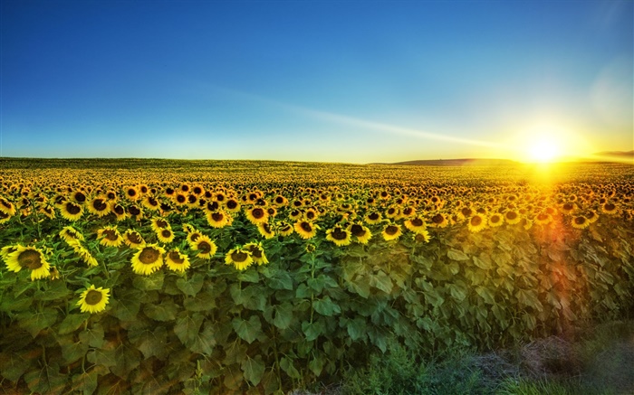 Sonnenblume in voller Blüte, Sonne, Feld Hintergrundbilder Bilder