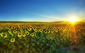 Sonnenblume in voller Blüte, Sonne, Feld HD Hintergrundbilder