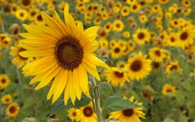 Sonnenblumen gelbe Blüten HD Hintergrundbilder