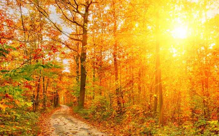 Sonnenschein, Bäume, Wald, Herbst, Pfad Hintergrundbilder Bilder