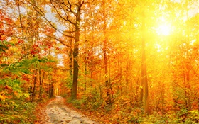Sonnenschein, Bäume, Wald, Herbst, Pfad