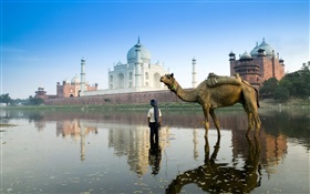 Taj Mahal, Indien, Kamel HD Hintergrundbilder