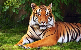 Tiger haben eine Pause, baum, Blätter, Gras HD Hintergrundbilder