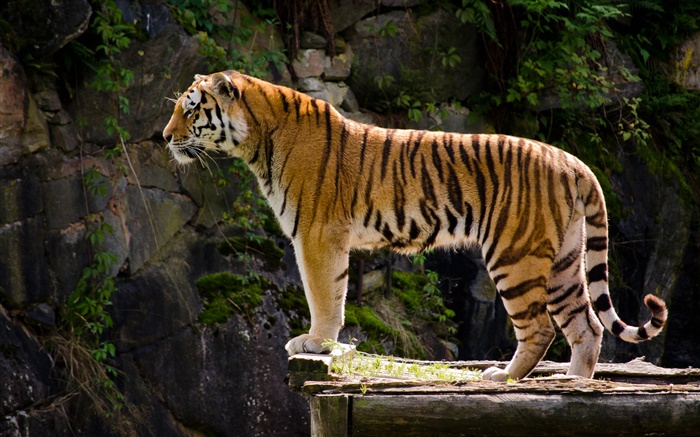 Tigerseitenansicht Hintergrundbilder Bilder