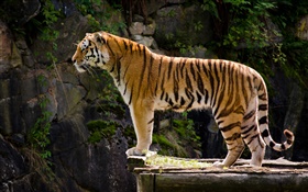 Tigerseitenansicht HD Hintergrundbilder