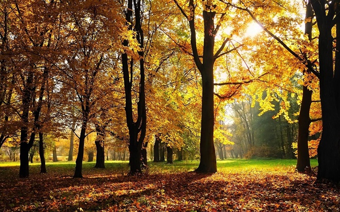Bäume, Herbst, rote Blätter, Sonnenstrahlen Hintergrundbilder Bilder