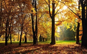 Bäume, Herbst, rote Blätter, Sonnenstrahlen HD Hintergrundbilder