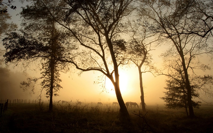 Bäume, pferd, Morgen, Nebel, Sonnenaufgang Hintergrundbilder Bilder