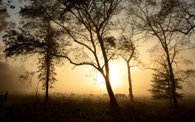 Bäume, pferd, Morgen, Nebel, Sonnenaufgang HD Hintergrundbilder