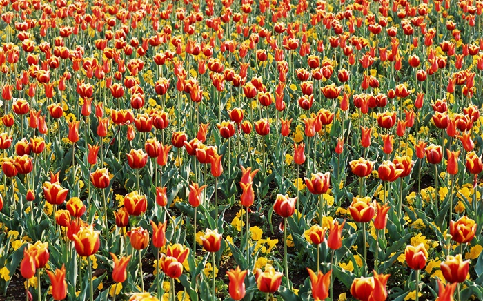 Tulpenfeld, viele Blumen Tulpe Hintergrundbilder Bilder