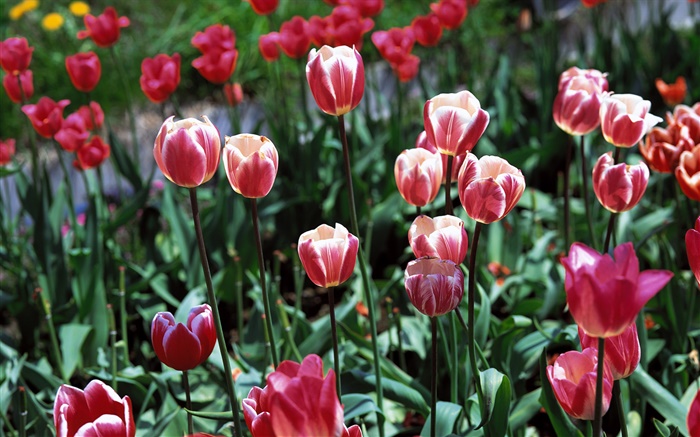 Tulip Blumen close-up, Feld Hintergrundbilder Bilder