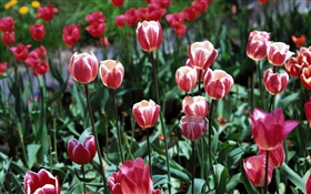Tulip Blumen close-up, Feld HD Hintergrundbilder