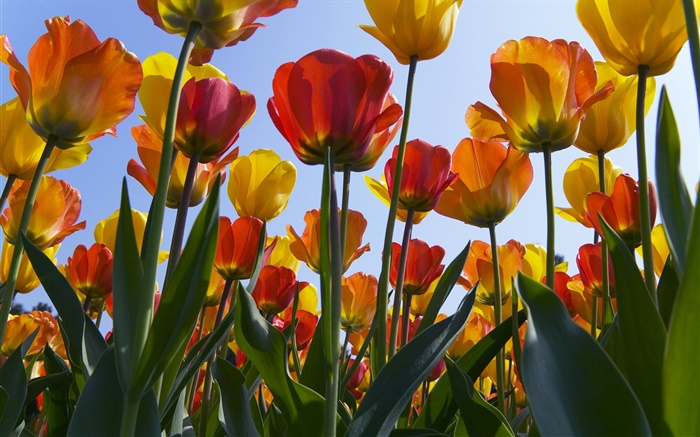 Tulpenfeld Blüten, blauer Himmel Hintergrundbilder Bilder