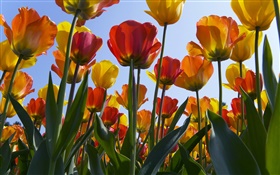 Tulpenfeld Blüten, blauer Himmel HD Hintergrundbilder