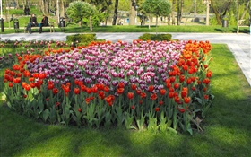 Tulip Blumen im Park HD Hintergrundbilder