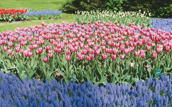 Tulpen und Hyazinthen, Blumenpark Hintergrundbilder Bilder
