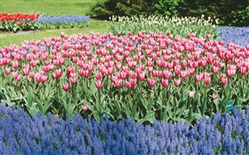 Tulpen und Hyazinthen, Blumenpark HD Hintergrundbilder