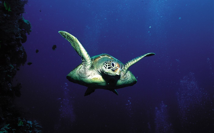 Schildkröten, Tiefsee Hintergrundbilder Bilder