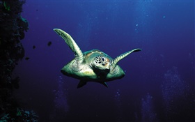 Schildkröten, Tiefsee HD Hintergrundbilder